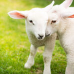 uk-considers-animal-testing-while-china-considers-banning-it-lambs-playing