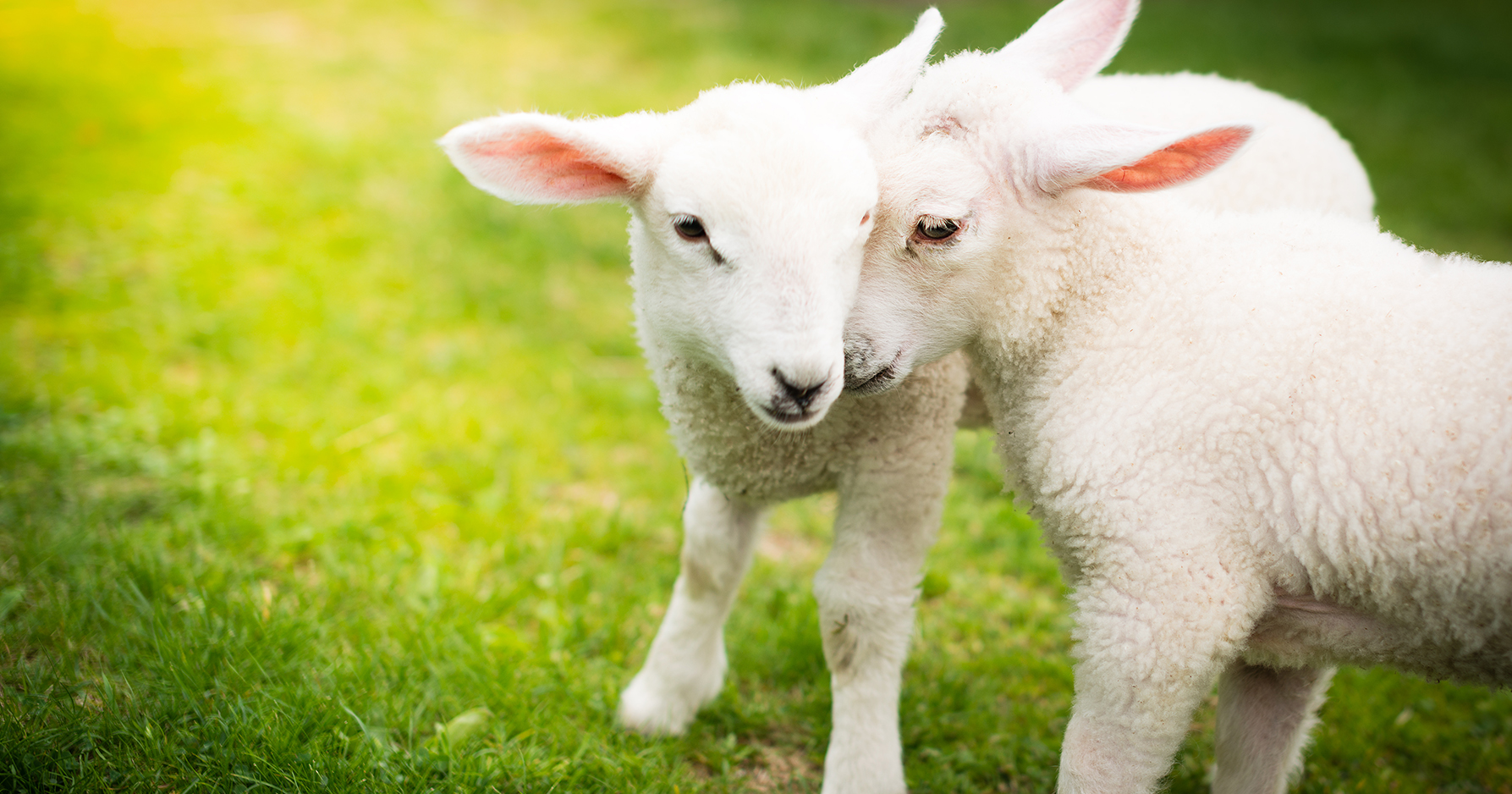 uk-considers-animal-testing-while-china-considers-banning-it-lambs-playing
